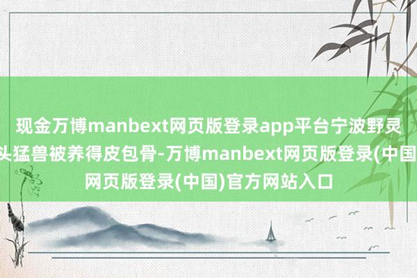 现金万博manbext网页版登录app平台宁波野灵活物园内有一头猛兽被养得皮包骨-万博manbext网页版登录(中国)官方网站入口